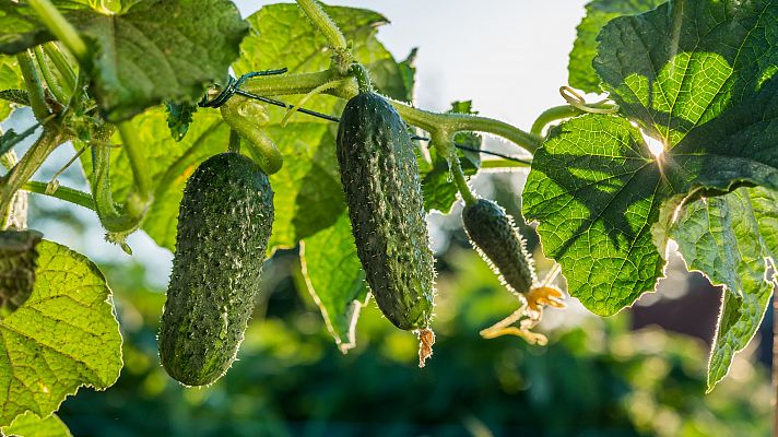 Al cultivo del pepino (y trucos para comerlos)