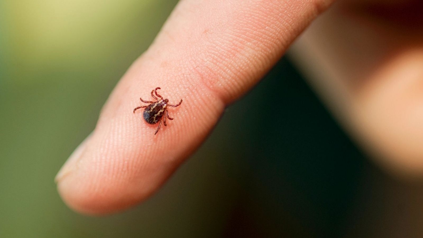 Lyme, la enfermedad infecciosa que puede transmitir la picadura de garrapata