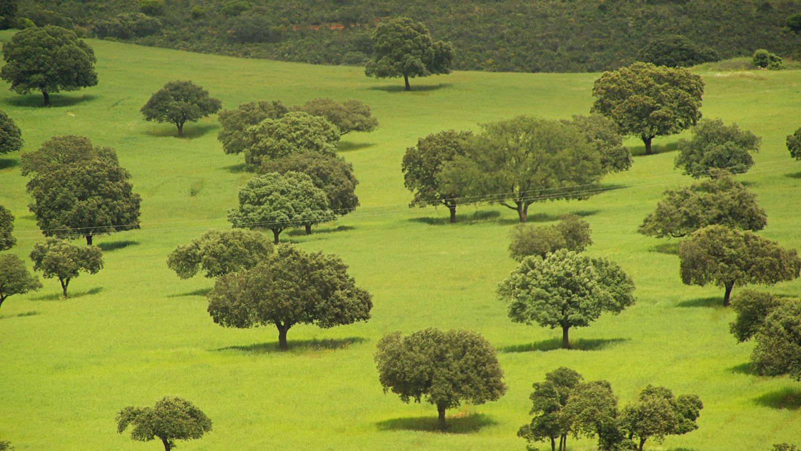 El bosque protector - Elanio azul - Documental en RTVE