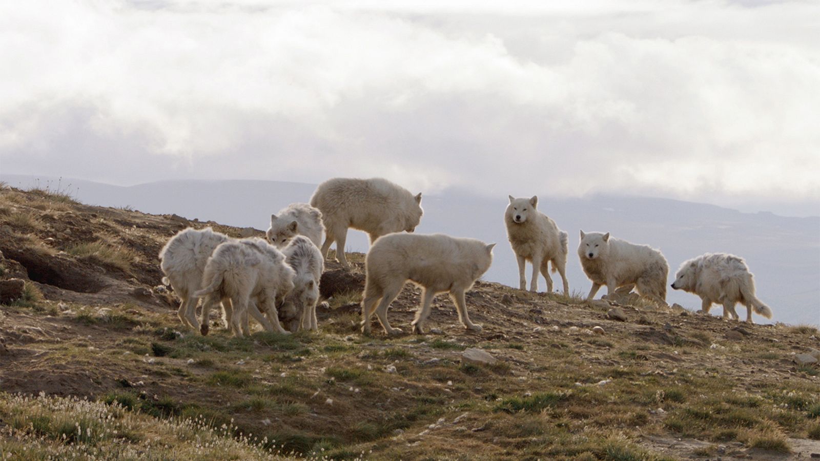 Somos documentales - Lobos blancos, fantasmas del Ártico - Documental en RTVE