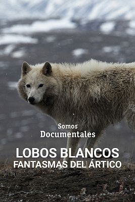 Somos Documentales - Lobos blancos, fantasmas del Ártico