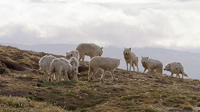 Somos documentales - Lobos blancos, fantasmas del rtico - ver ahora