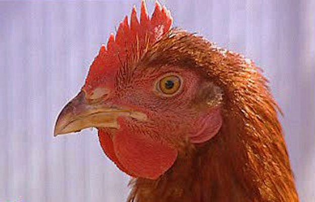 España Directo - Gallinas de alquiler