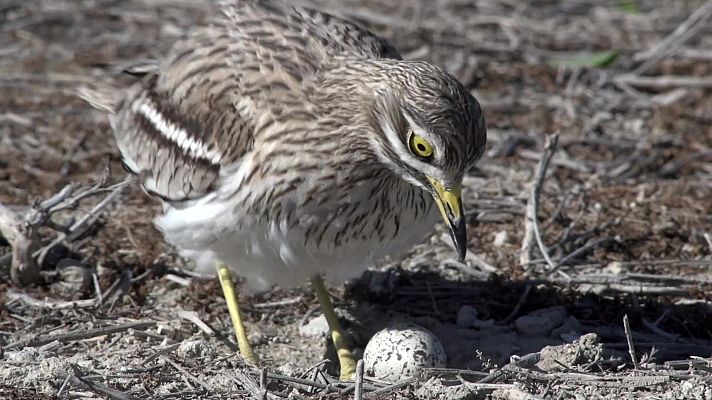 ¡Qué animal! - Bardenas Reales (Navarra)