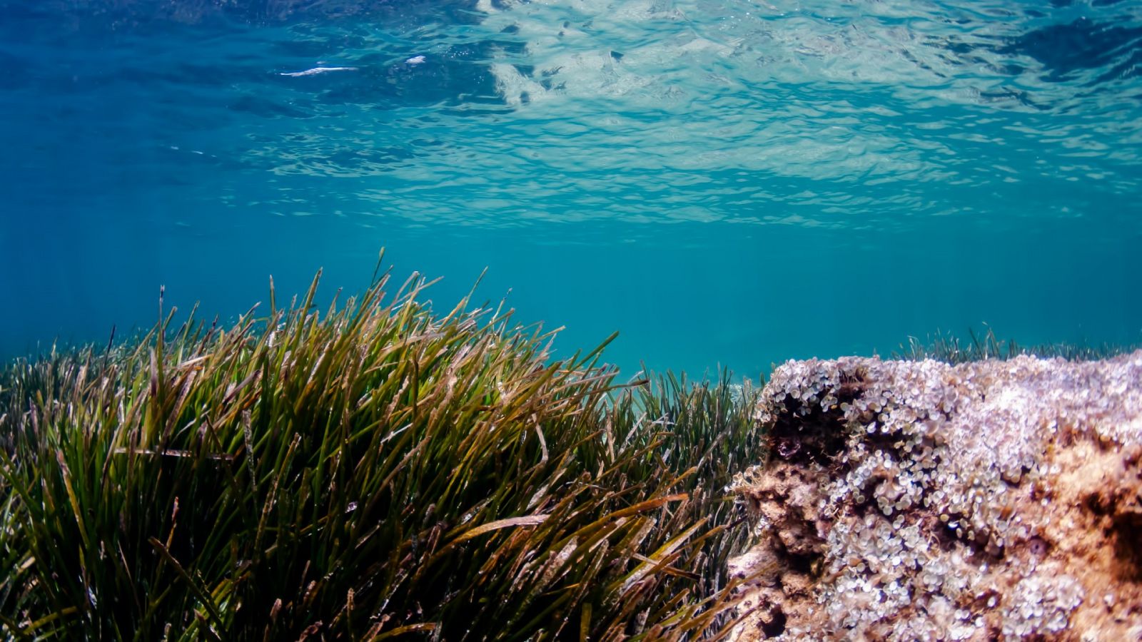 El poder de la Posidonia