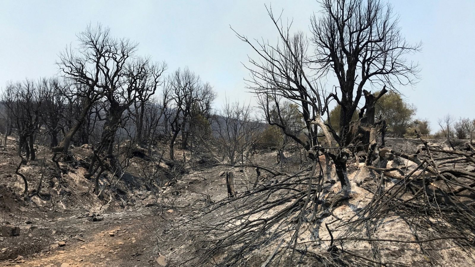 Argelia sigue luchando contra el fuego