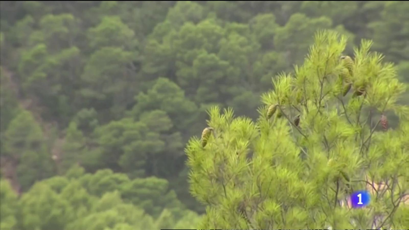 L'Informatiu Comunitat Valenciana 2 - 12/08/21 ver ahora