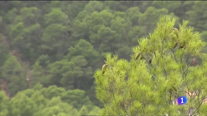 L'informatiu - Comunitat Valenciana - L'Informatiu Comunitat Valenciana 2 - 12/08/21