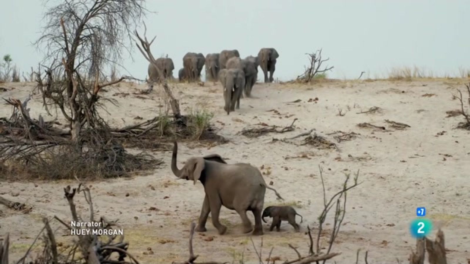 Som documentals - Elefants, els reis del Kalahari
