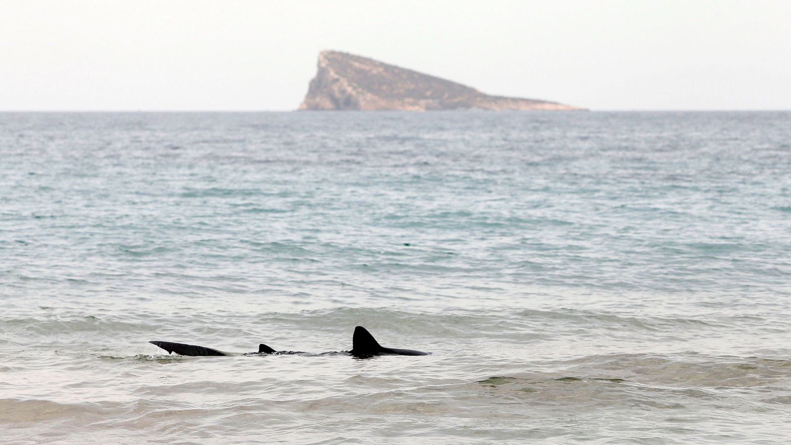 Un tiburón varado obliga a desalojar durante unas horas la playa de Poniente de Benidorm