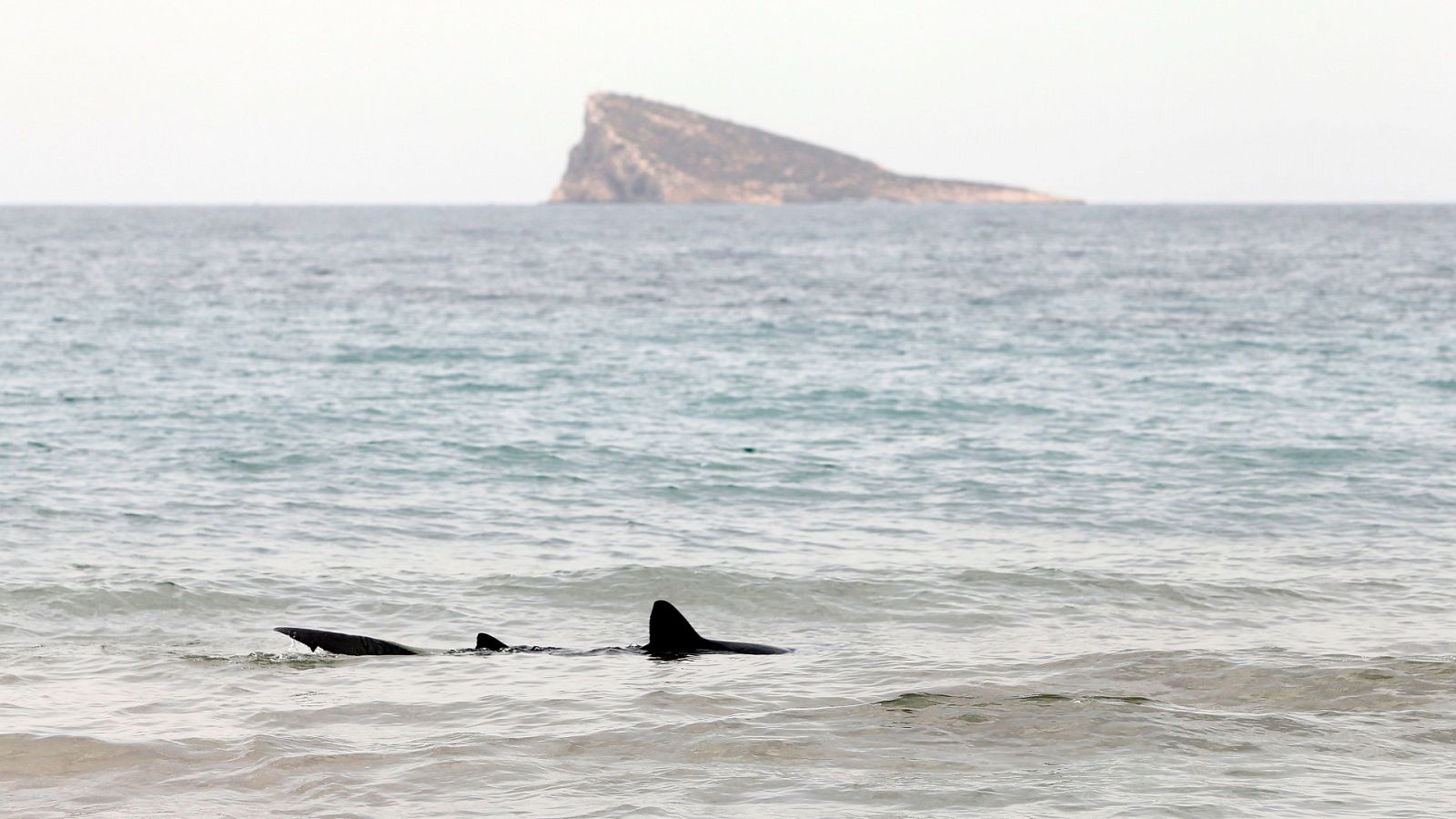 Un tiburón varado obliga a desalojar durante unas horas la playa de Poniente de Benidorm | Ver