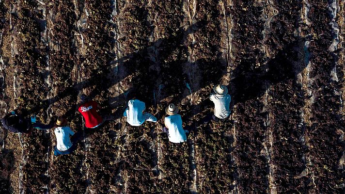 Telediario 1 - Comienza la vendimia adelantada por el calor