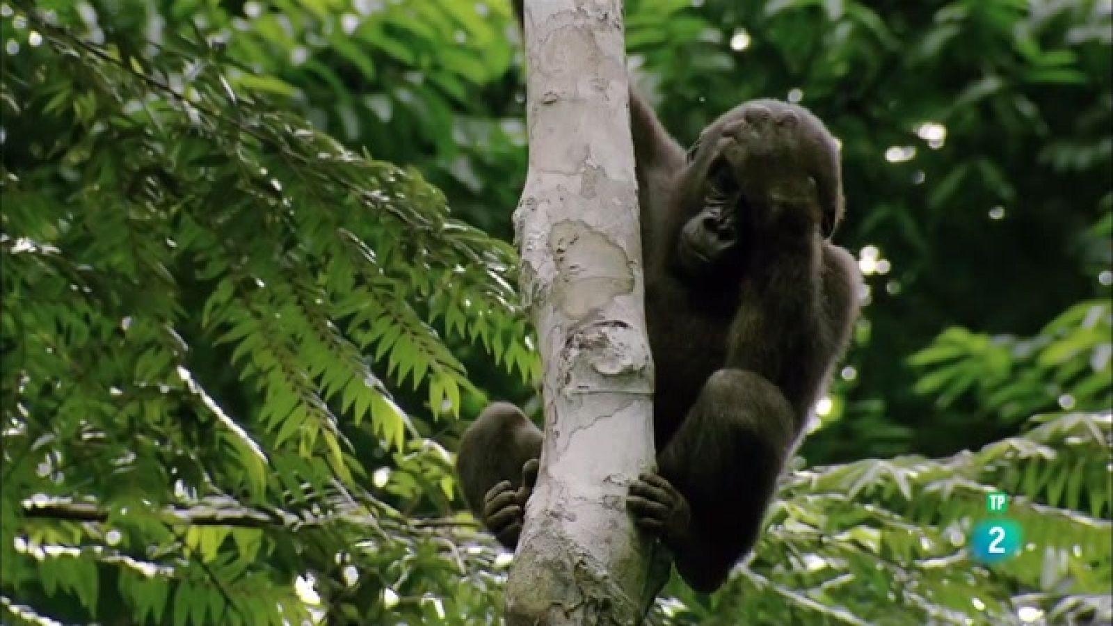 Som documentals - Fer el mico