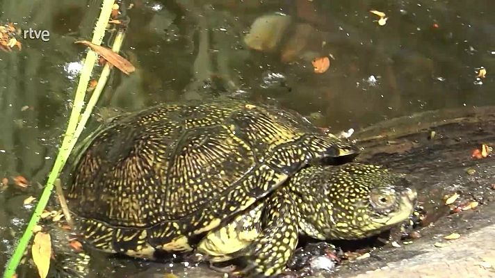 ¡Qué animal! - Tablas de Daimiel