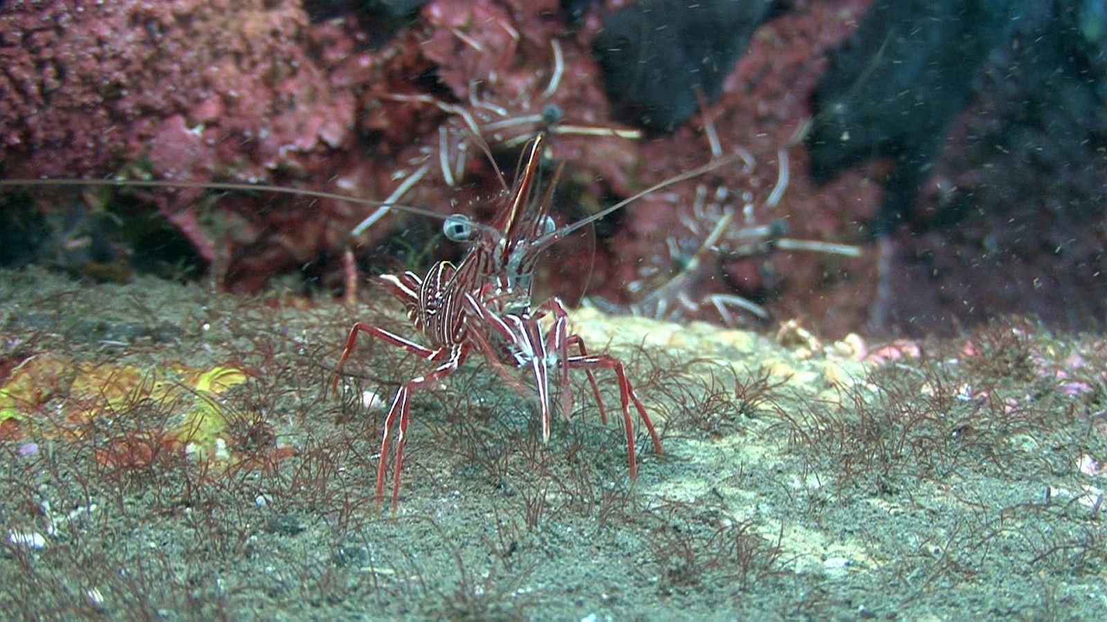 Somos documentales - El maravilloso mundo de los crustáceos - ver ahora
