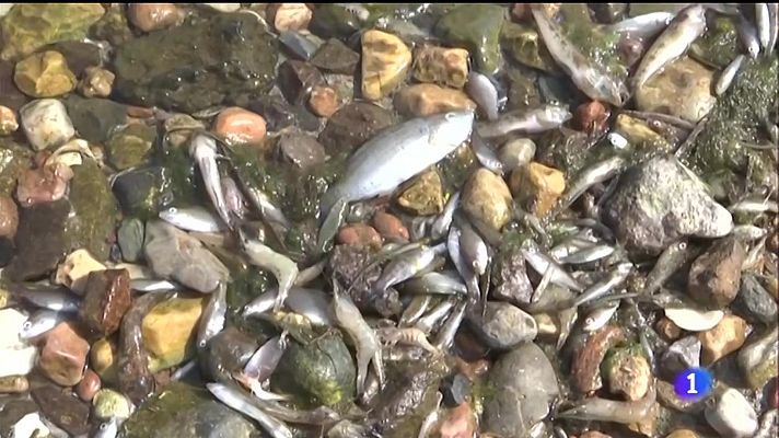 Aparecen cientos de peces muertos en la cuenca sur del Mar Menor