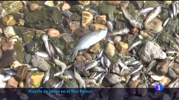 Los peces muertos aparecen de nuevo en el Mar Menor