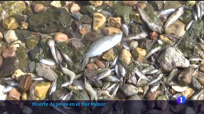 Vídeo sobre vuelven los peces muertos al Mar Menor