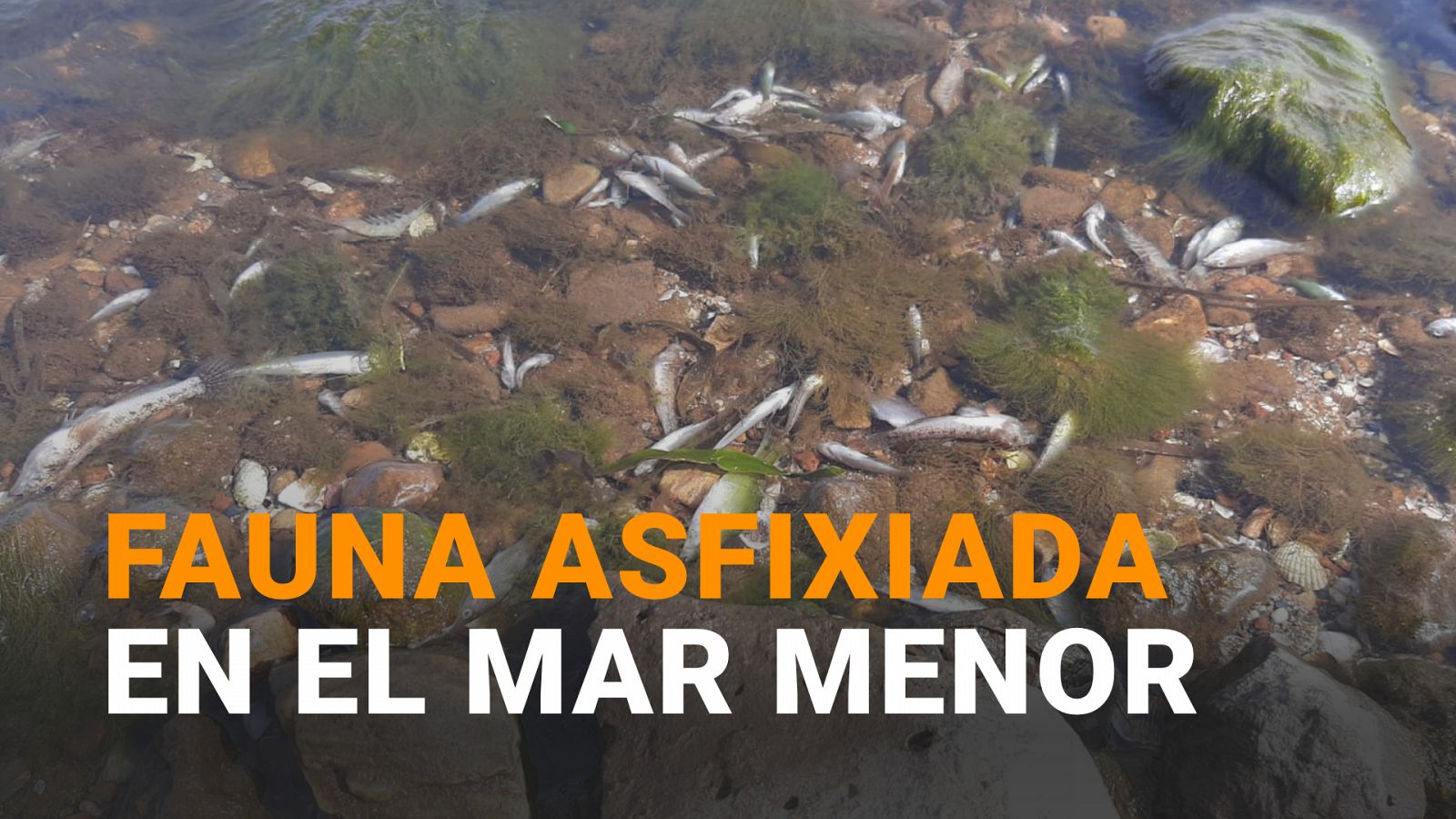 MAR MENOR: vuelven a aparecer peces afixiados en la orilla