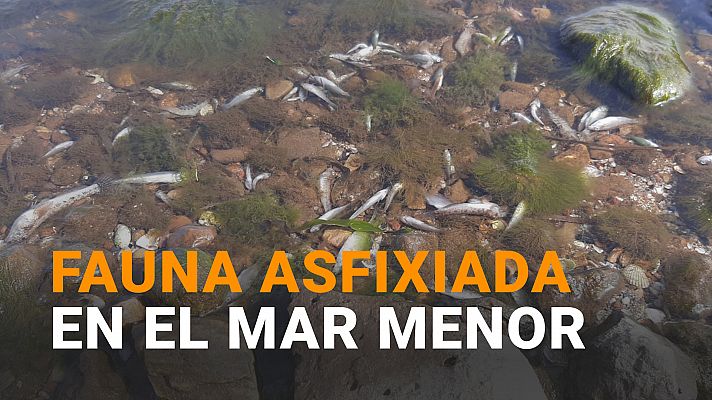 Aparecen centenares de peces muertos en las orillas del Mar Menor