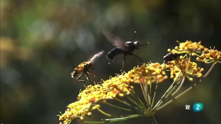 El món dels insectes