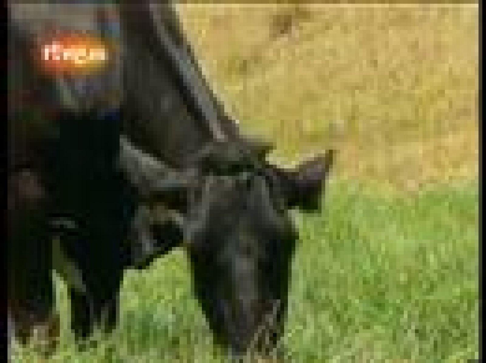 La 2 Noticias: "No es una vaca cualquiera": Milá | RTVE Play