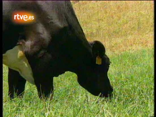 La 2 Noticias - "No es una vaca cualquiera": Milá