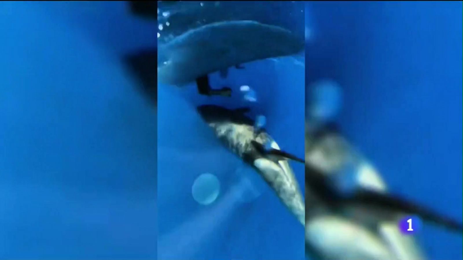 Incidentes con orcas en Cádiz - Noticias Andalucía | Ver