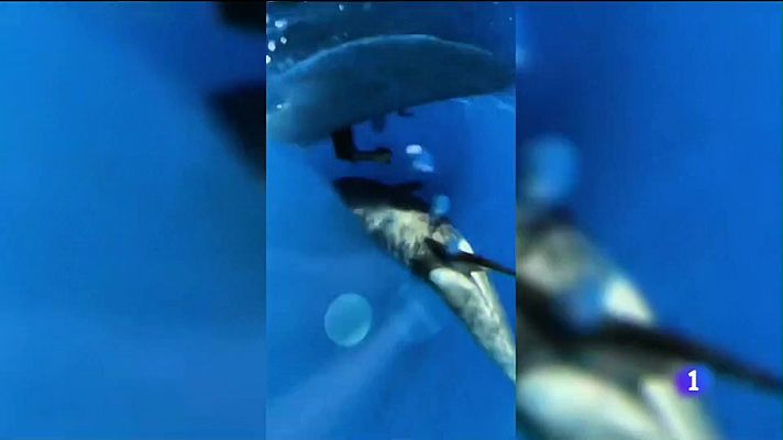 Noticias Andalucía - Incidentes con orcas en Cádiz