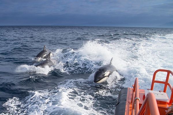 Incidentes con orcas en Cádiz