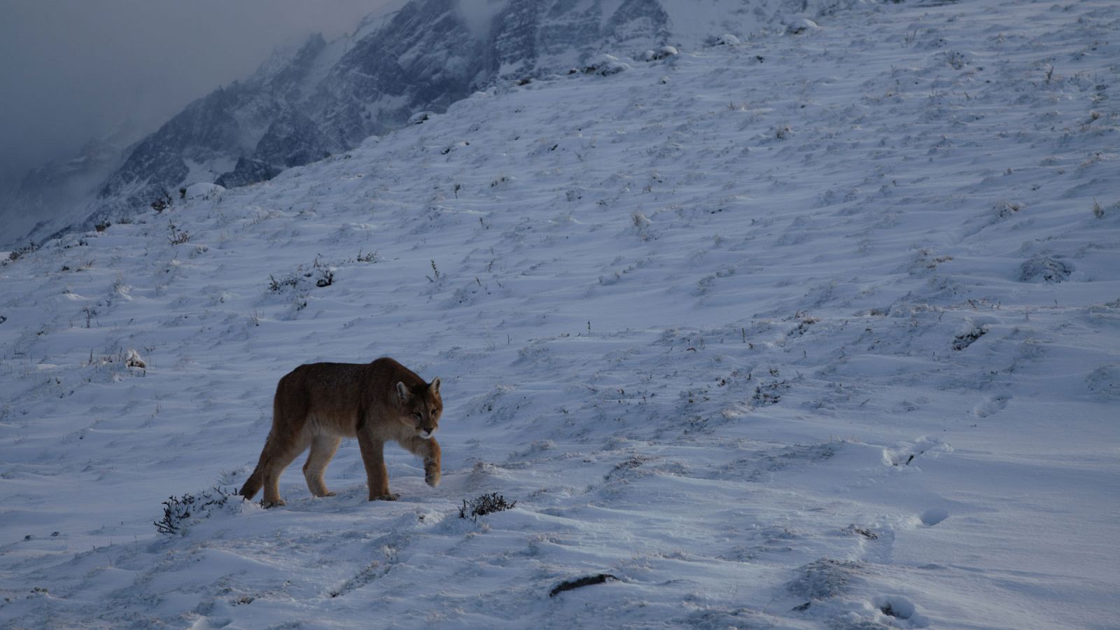 Chile salvaje - Episodio 1: Los confines de la Tierra - ver ahora