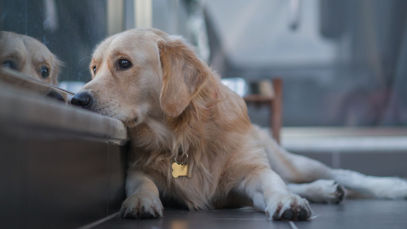 El consejo de César Millán para los perros con sensación de abandono
