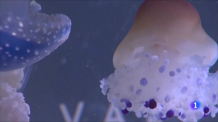L'Informatiu - Més meduses en els pròxims anys per l'augment de la temperatura de l'aigua