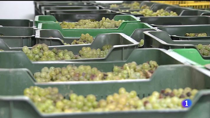 Noticias Murcia - Un nuevo vino universitario sale a la venta