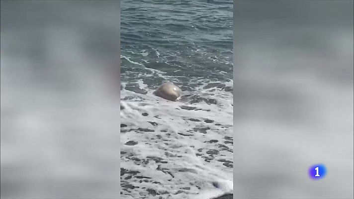 Telediario 1 - Una plaga de medusas, algunas gigantes, invade la Costa del Sol