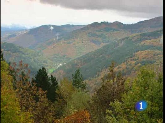  - Bosques en peligro