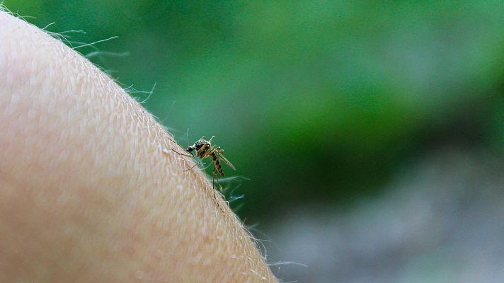 Informativo 24h - Detectado el primer caso de virus del Nilo de este año