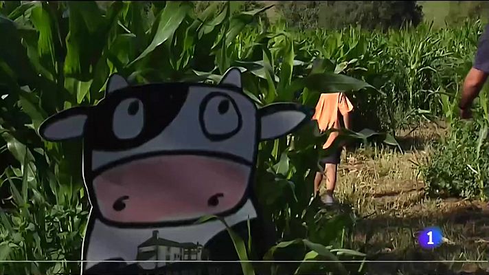 Telexornal - Galicia - Labirintos no millo