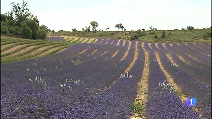 Lavanda y lavandín en la Alcarria 