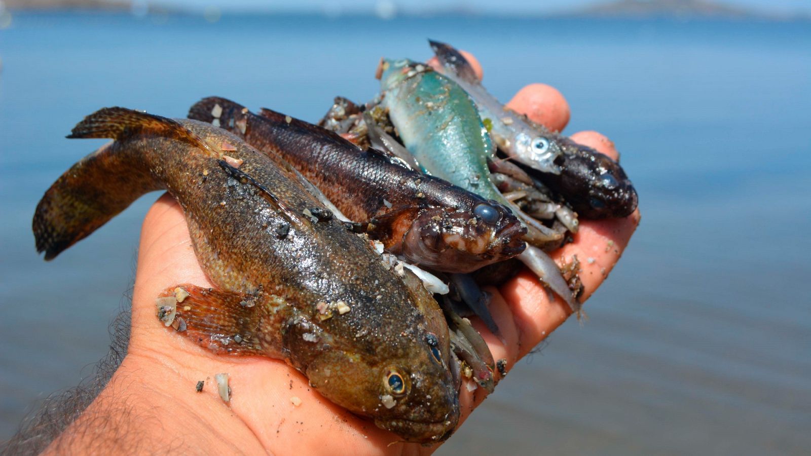 Los peces muertos siguen apareciendo en buena parte del Mar Menor