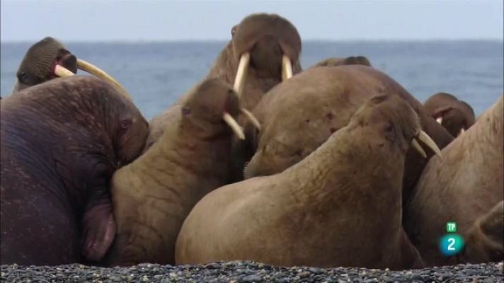 Som Documentals - Foques. Uns mamífers amb molt de caràcter