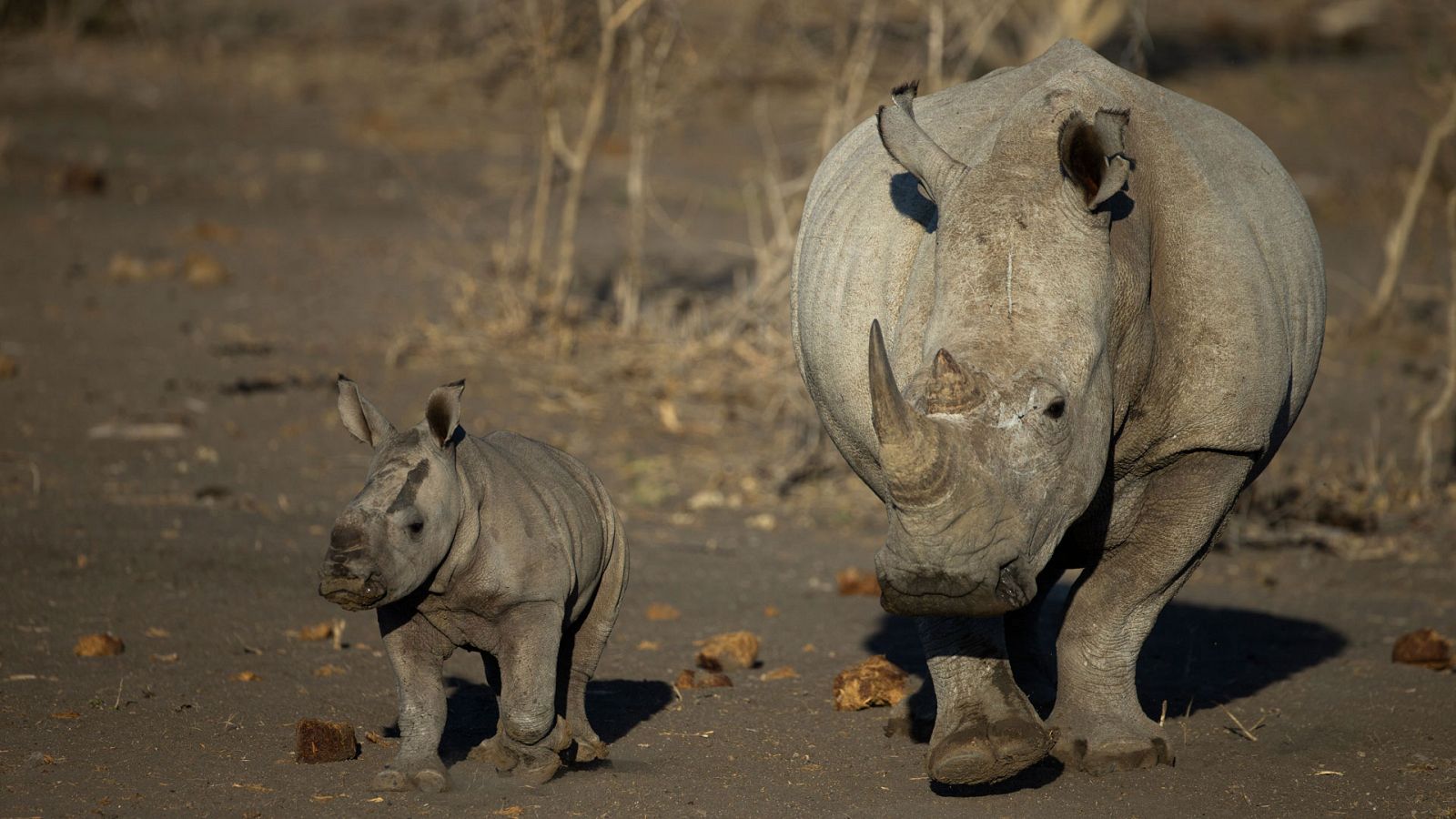 Somos documentales - El salvaje Sur - ver ahora