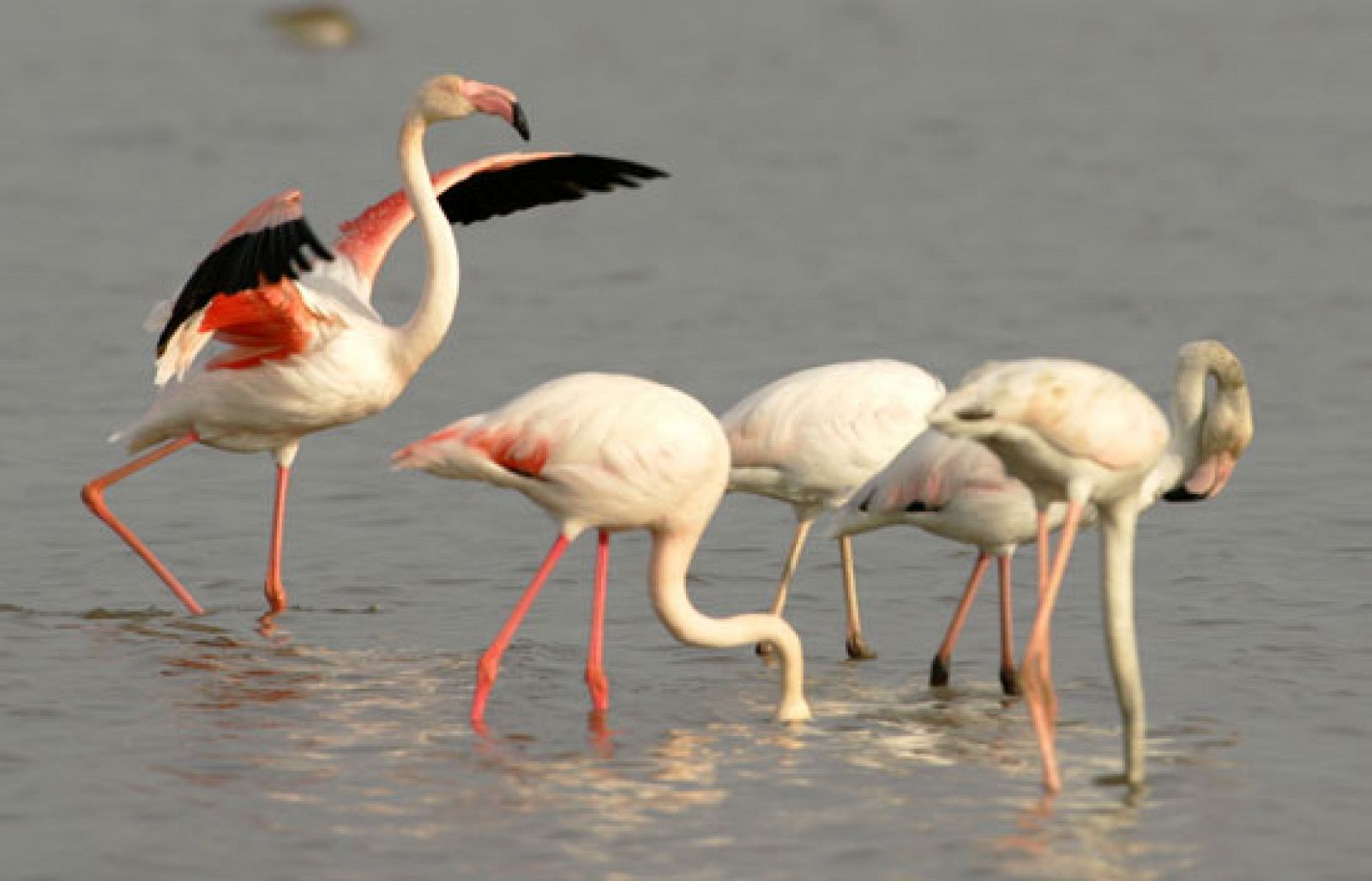 Crónicas - Doñana, la alquimia de la vida - Crónicas | Ver