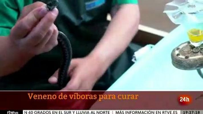 La tarde en 24h - El veneno de víbora, vital como producto farmacológico