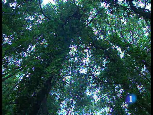  - Los bosques en peligro