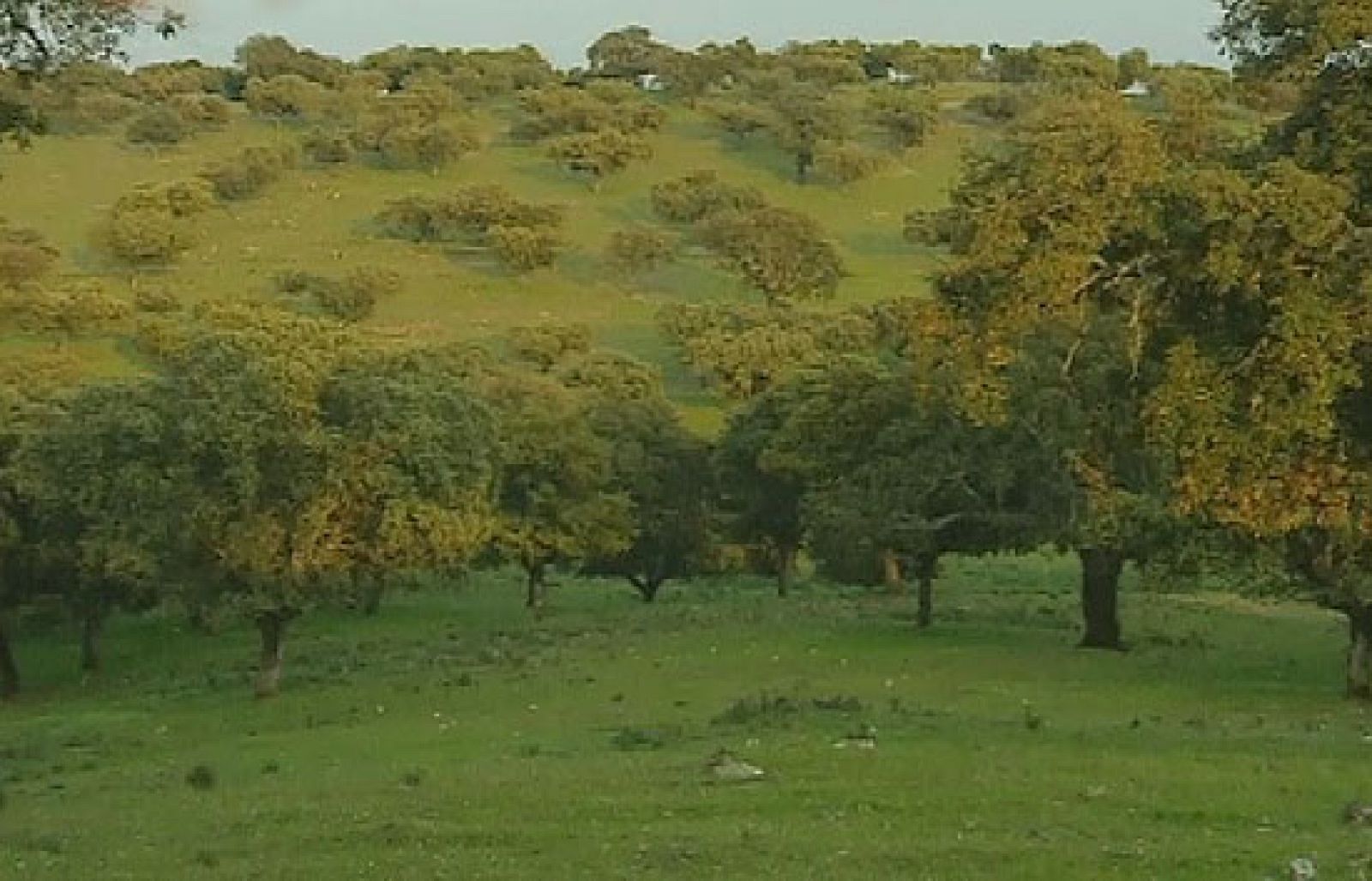 Crónicas - Monfragüe, cerca del paraíso | Ver