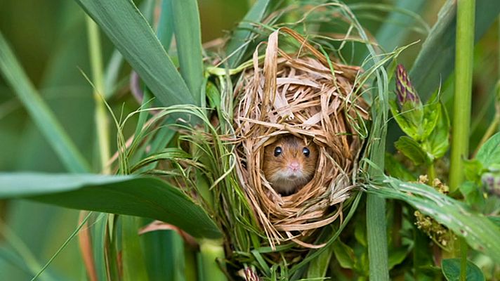¡Qué animal! - Urdaibai