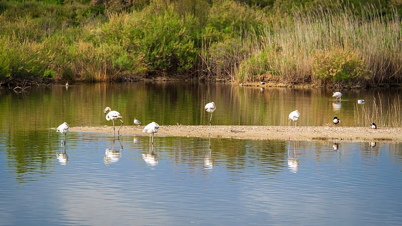 Los flamencos dañan los campos de arroz de la Albufera de Valencia