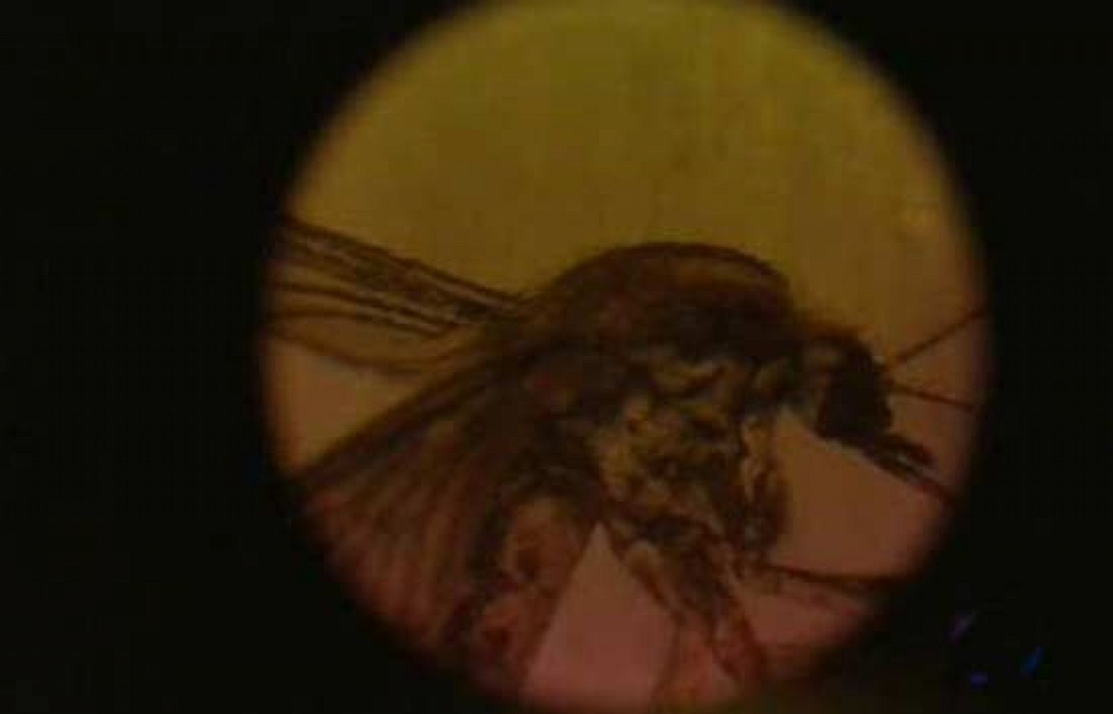 Plaga de mosquitos en la Comunidad Valenciana - Ciencia y tecnología en Rtve.es | Ver