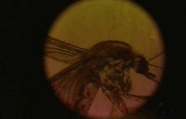 Ciencia y tecnología en Rtve.es - Plaga de mosquitos en Valencia